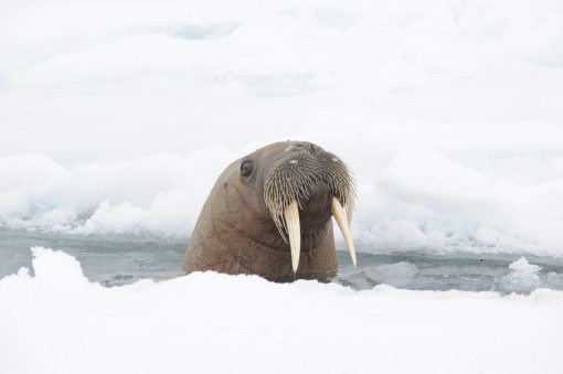 Arctic Walruses