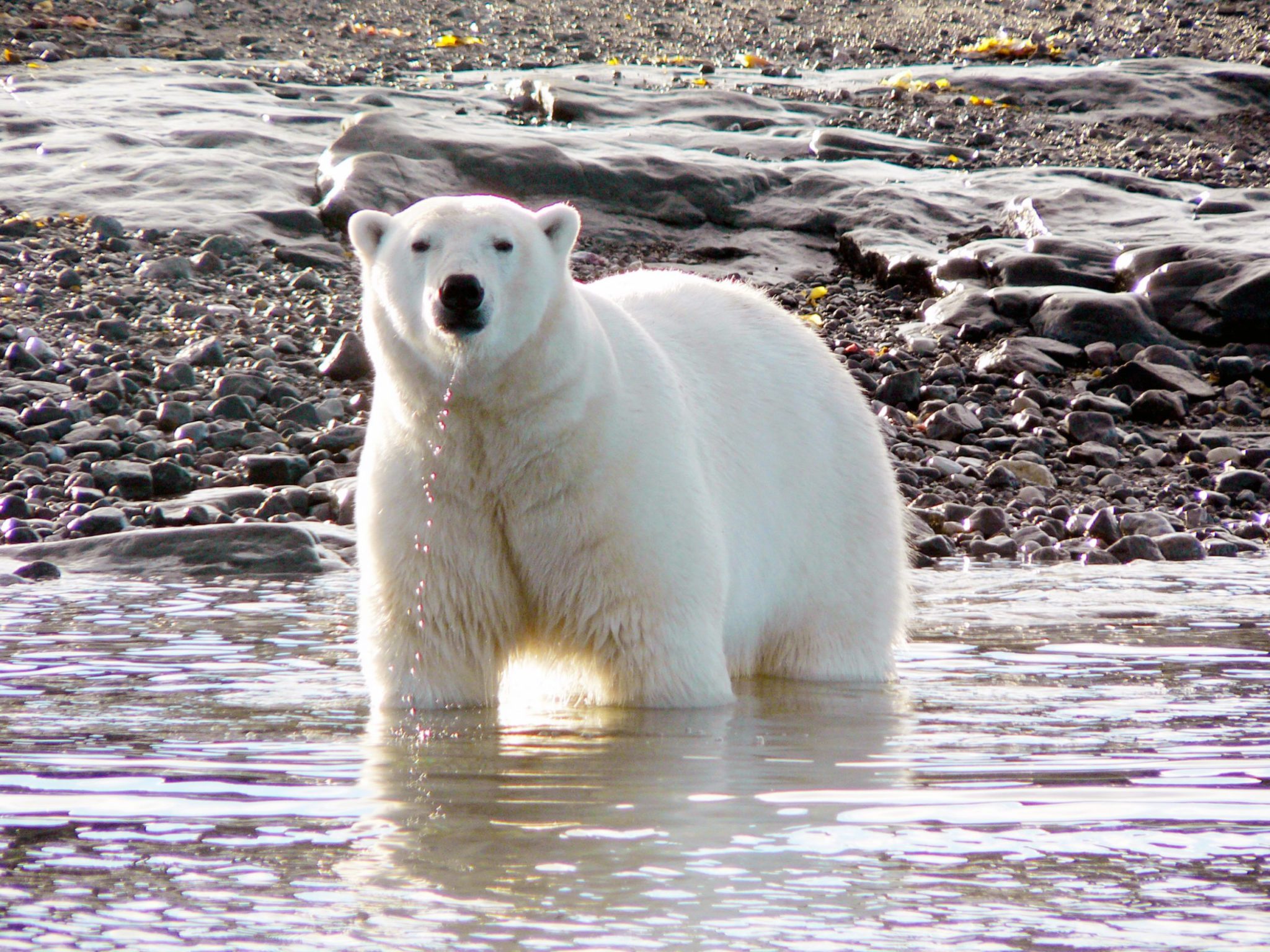 baffin ice bear