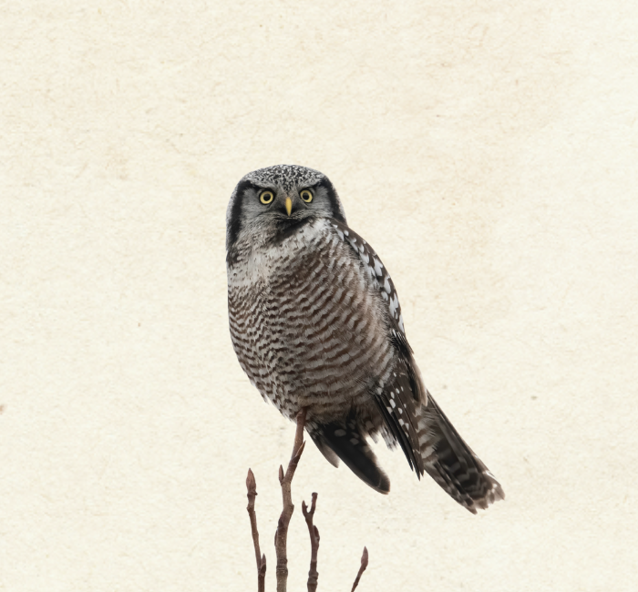 Northern Hawk Owl