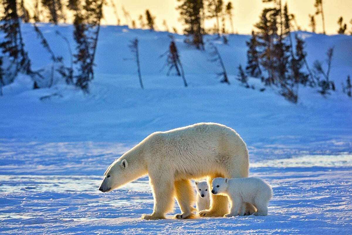 4-Private-Expedition-Home-Mother-Bear-and-Cubs-Private-Journey-Arctic-Polar-Adventure-Arctic-Kingdom