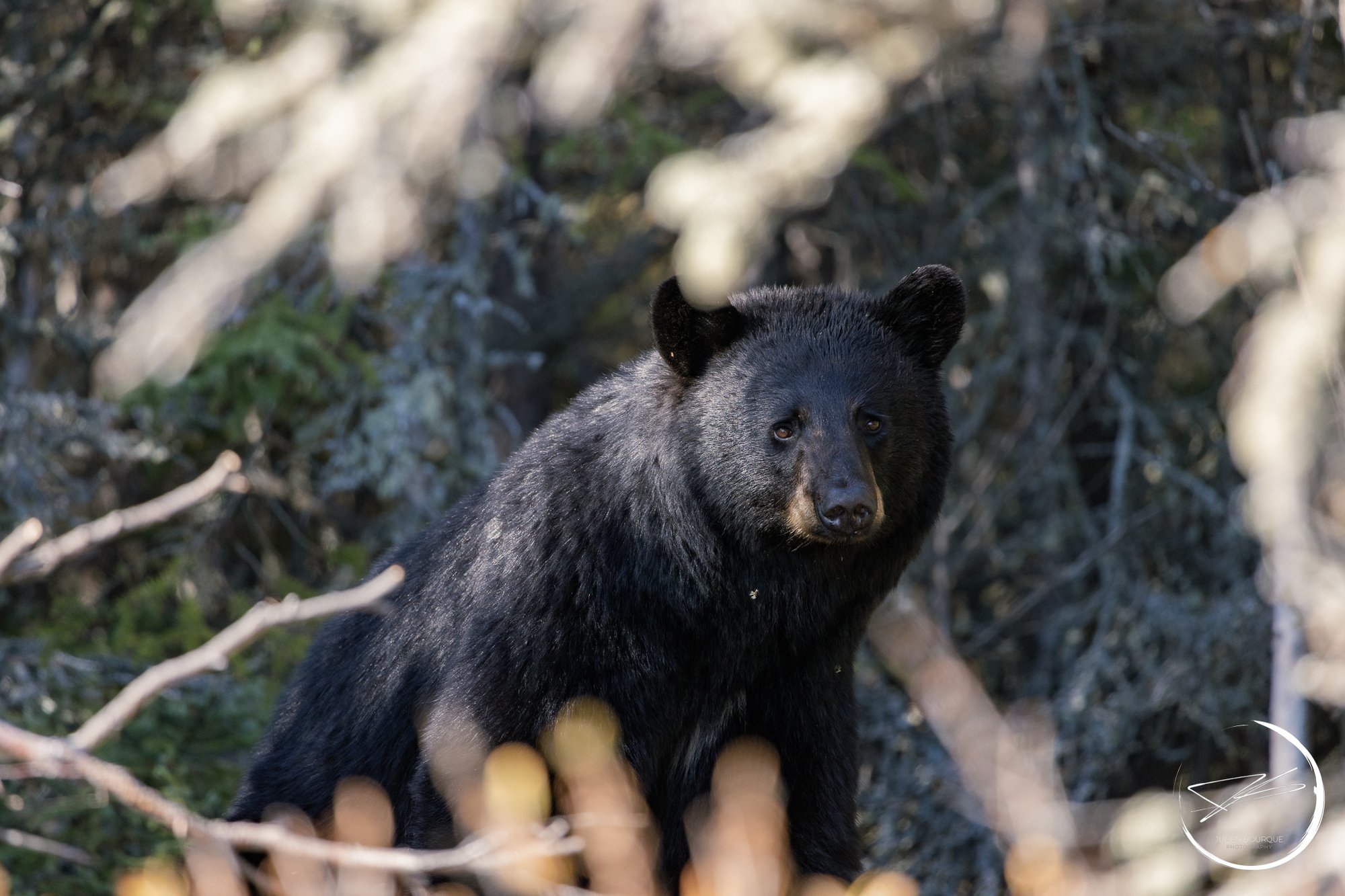 Black Bear Blachford Lodge