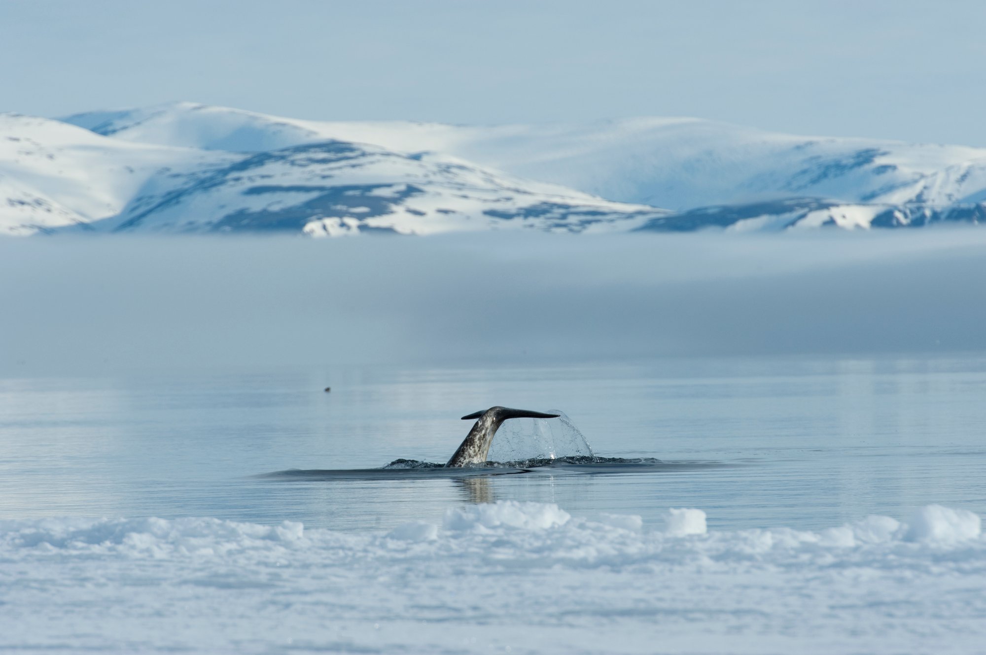 AK_Narwhal_DSC3196-1