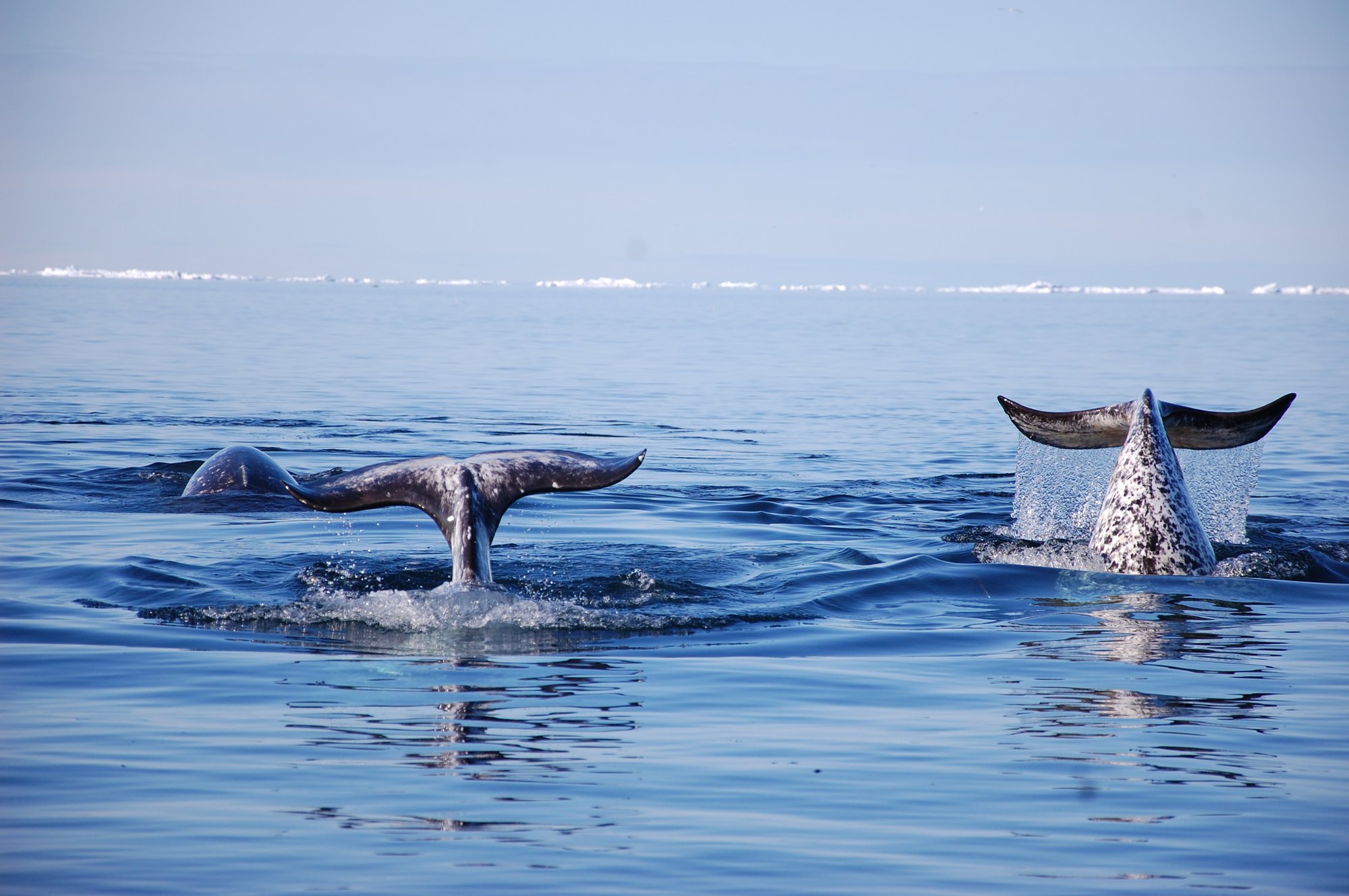AK_Narwhal_diving_under_Floe_edge_DSC_0152
