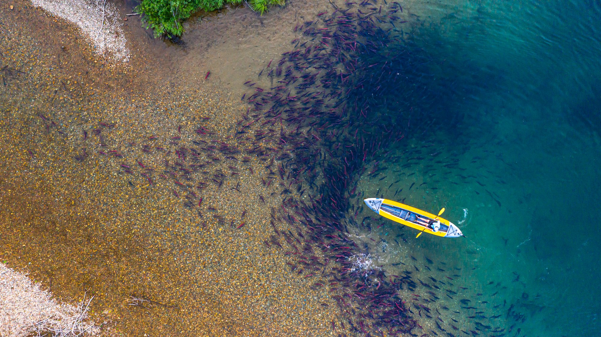kayak saumon