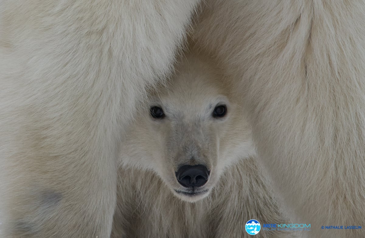 Arctic Kingdom NATHALIE LASSALIN_mother with cubs_polar-bear-18 (1)