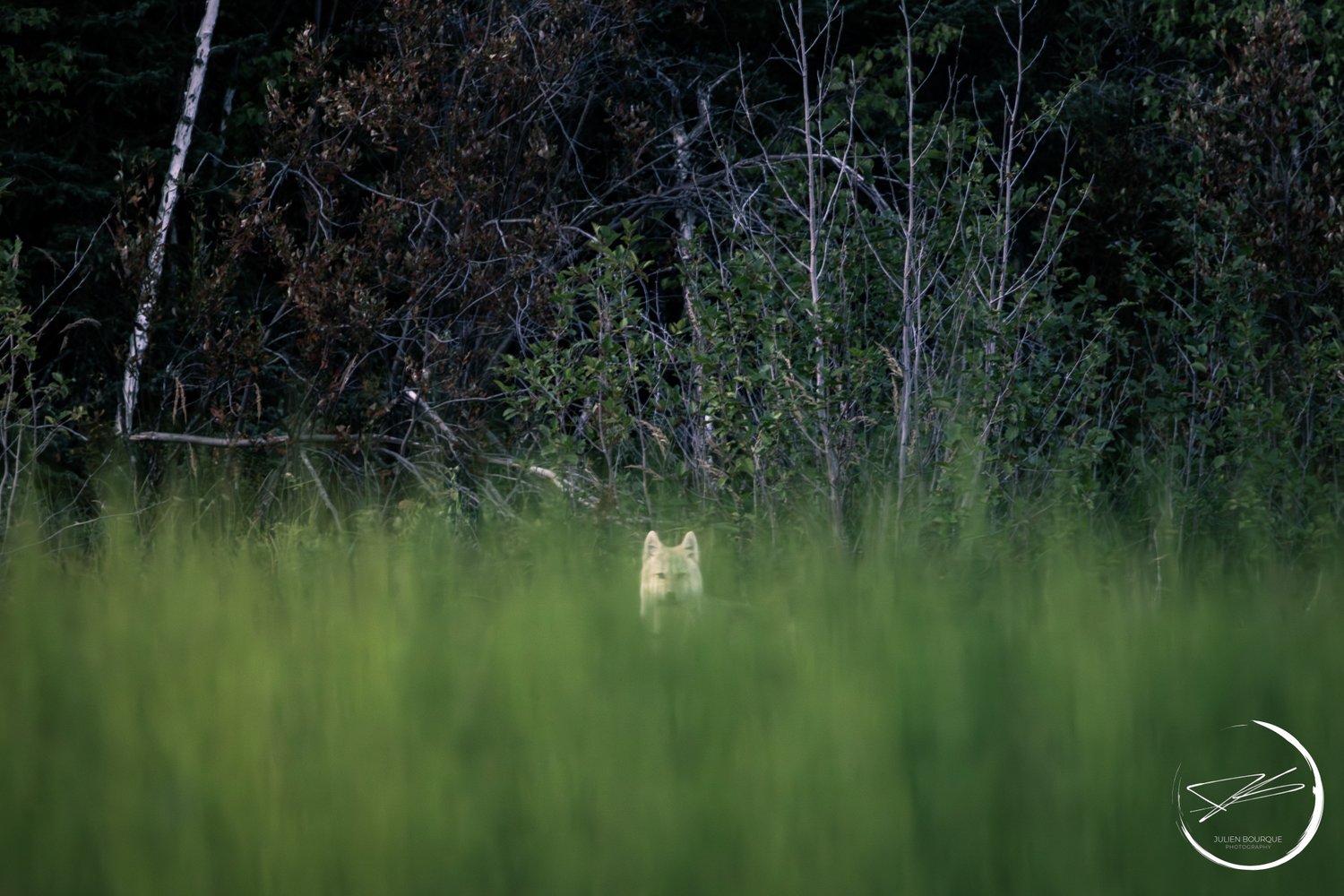 4Z5A8148-Enhanced-NR