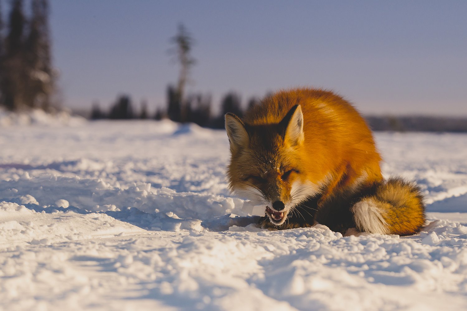 FOX-@FRENCHINROCKIES-2019 (2)