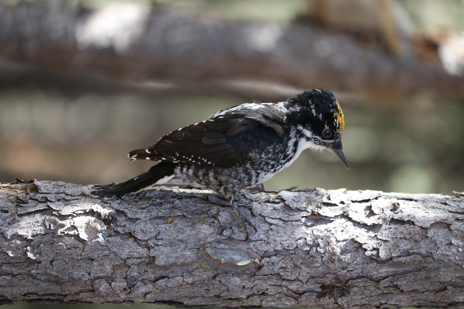 Mark Higgins - BLL V - Bird 2