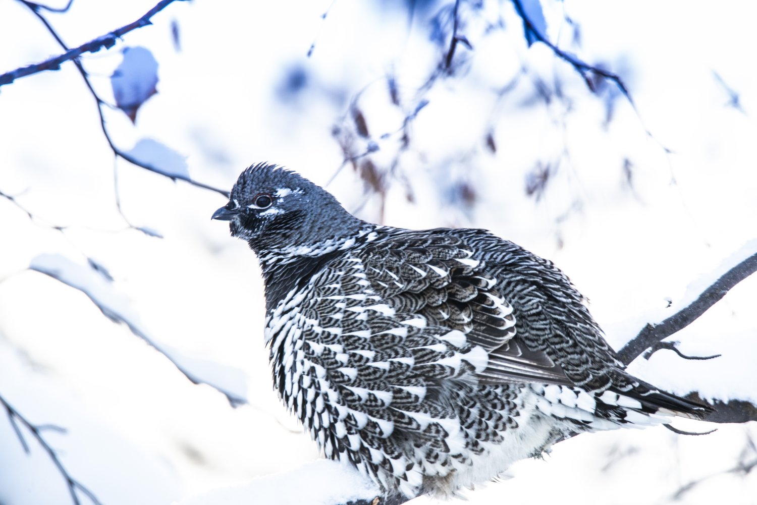 OUTSIDEBLL-@FRENCHINROCKIES-2019 (2)