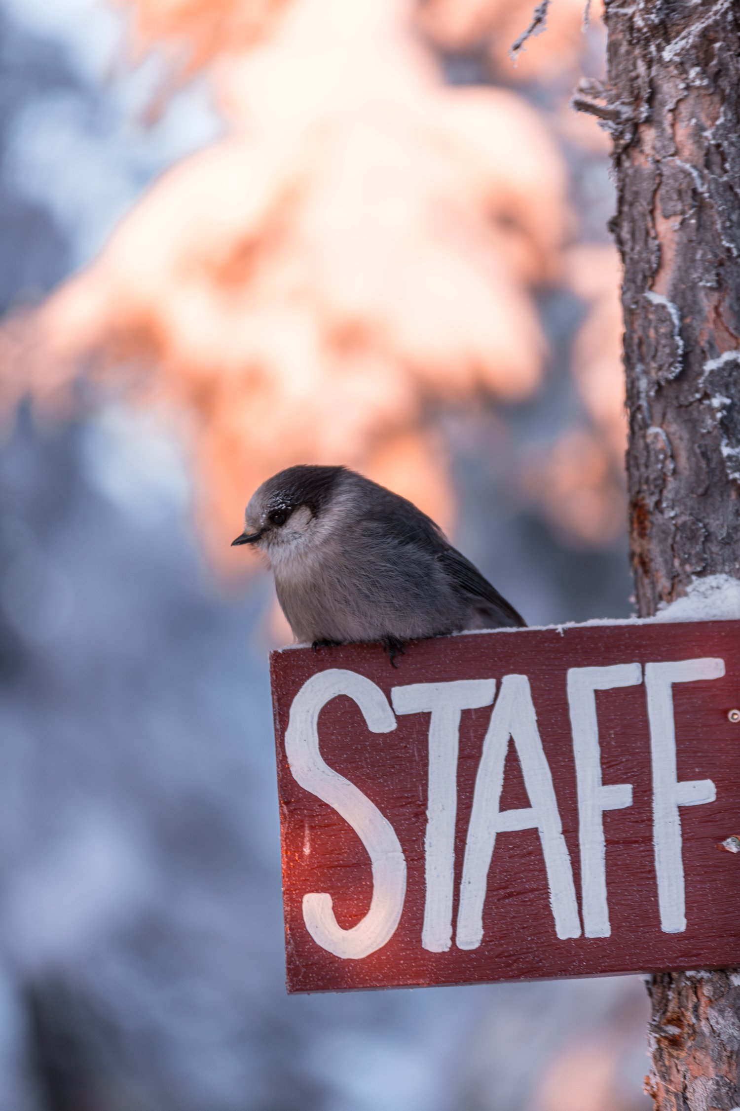 Wildlife Winter 20202 - Meghan Young