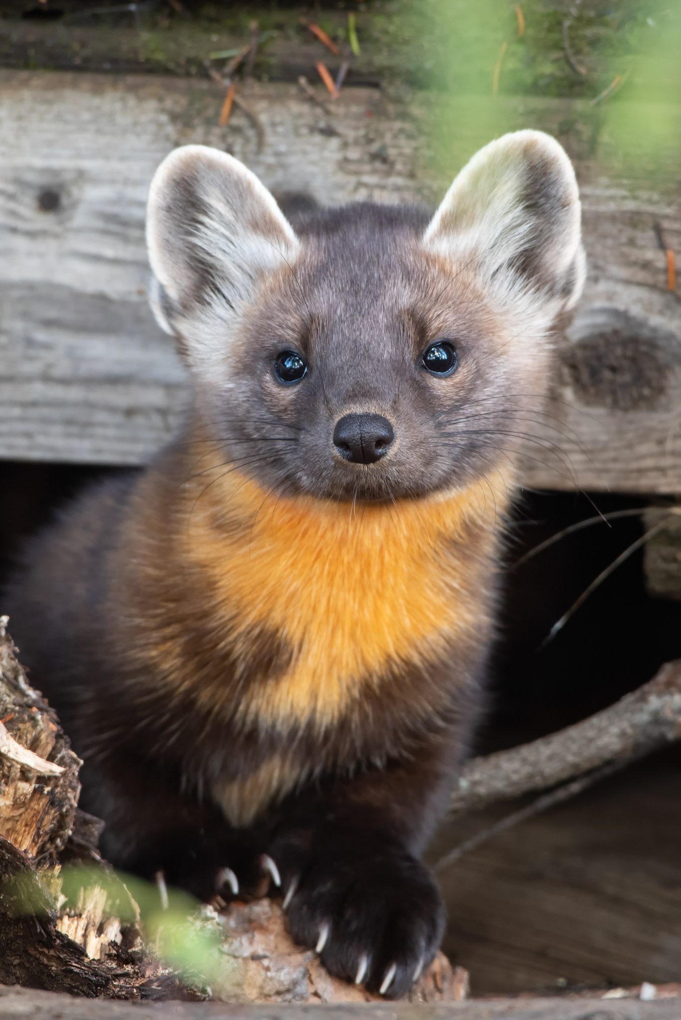 wildlife fall 2019 - Mark Jinks (2)