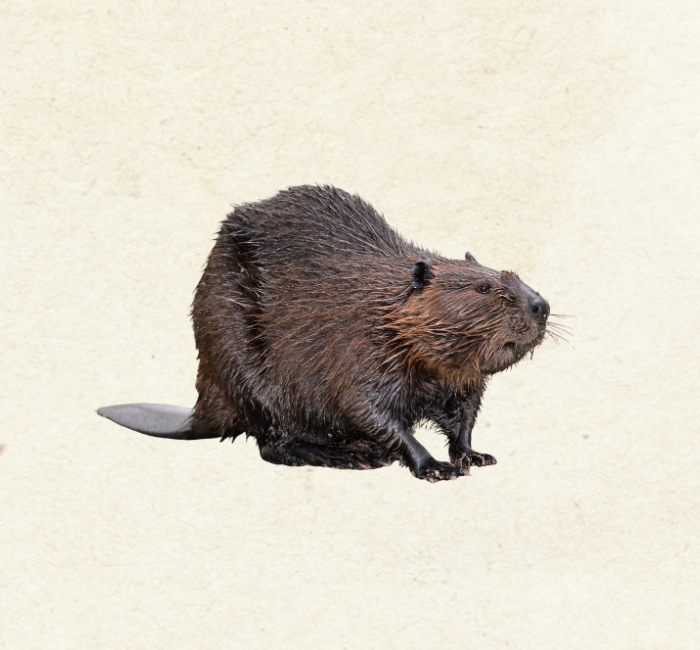 Beaver