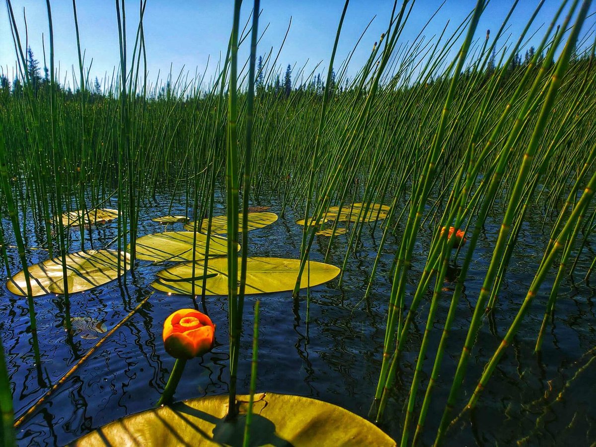 Lilypads-Summer-Simona Kessler-Horizontal