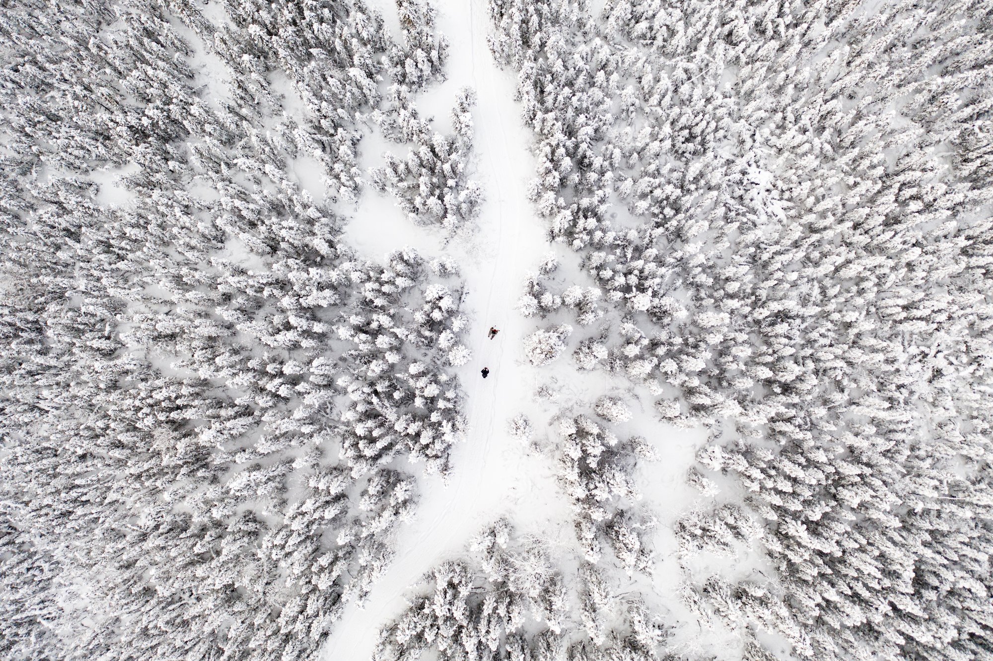 Julien Schroder-Xmas 2020_Forest Julien Schroder-Xmas 2020_Forest