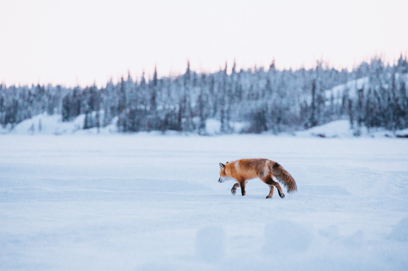Walking Away Fox_Martina Gebarovska_Winter Walking Away Fox_Martina Gebarovska_Winter