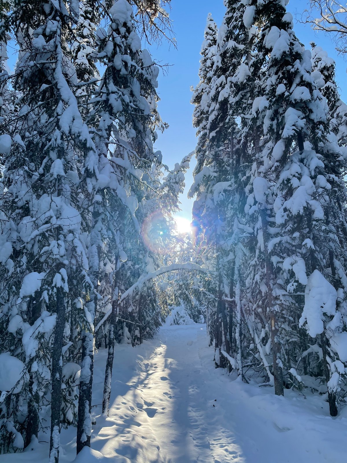 Sunny Treed Trail_Abigail Humphrey_Winter