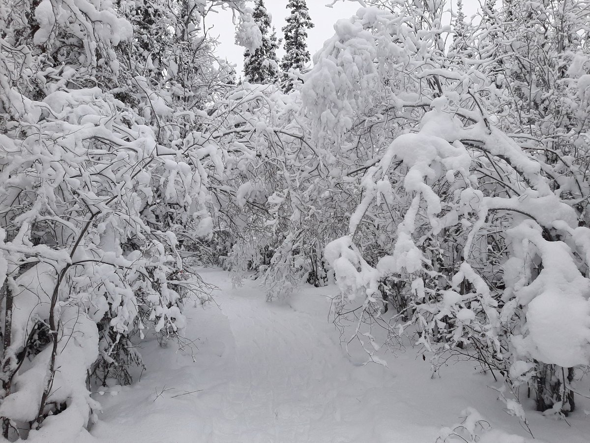 Winter Walking Path 2-Winter-Conrad Gruson-Horizontal