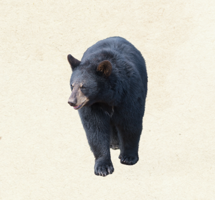 Black Bear