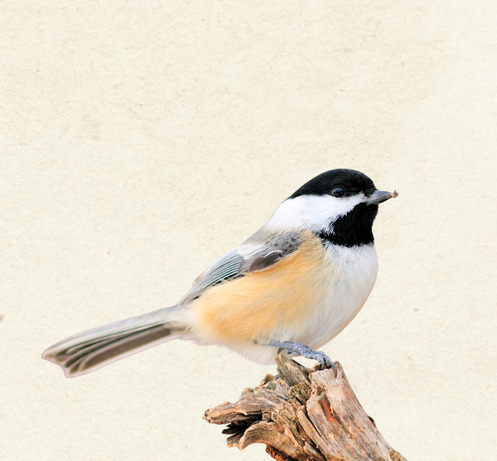 Boreal Chickadee