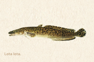 Burbot