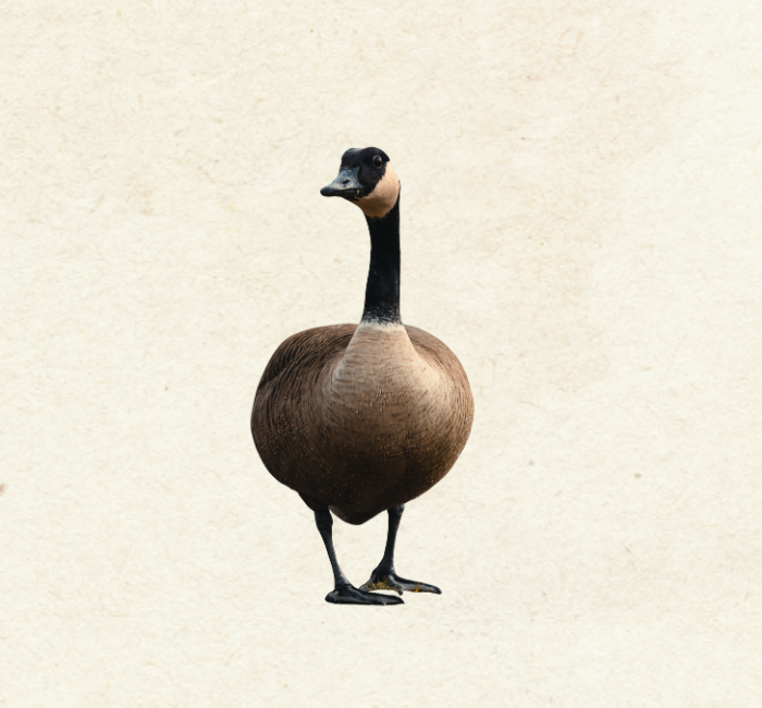 Canadian Goose