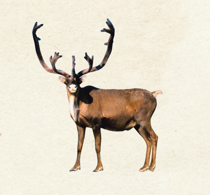 Caribou-1