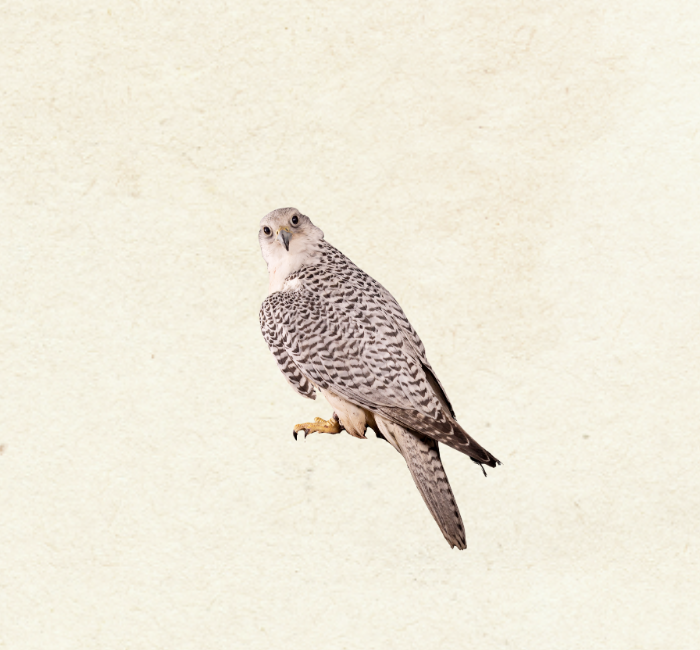 Gyrfalcon