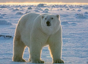 The Great Polar Bear Migration: A Fly-In Safari