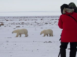 The Great Polar Bear & Migration A Private Journey