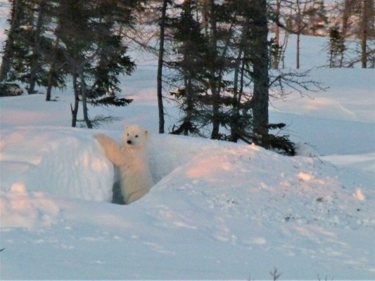 Arctic-Kingdom-LYNETTE-REID_Polar_bear_cubs_Canada_2011-111-1