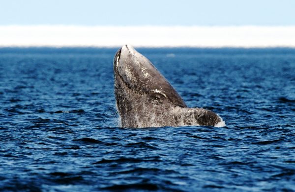 Eric_Baccega_Bowhead_whale_Spy_hop_ERB9553_-scaled-Jun-29-2022-07-26-46-19-PM