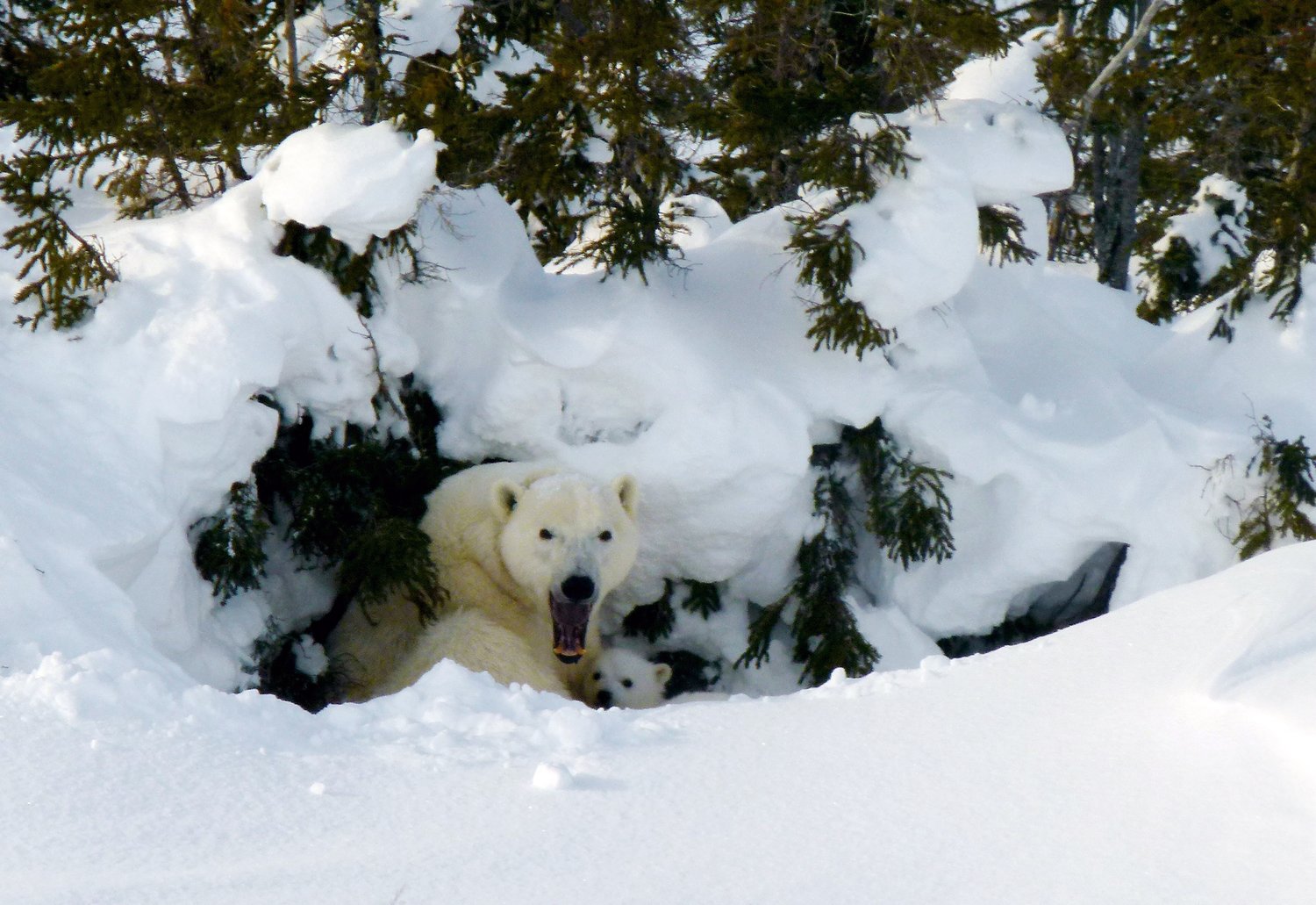 Lynette Reid_Polar_bear_cubs_Canada 2011 583
