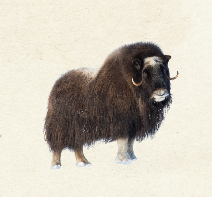 Muskox