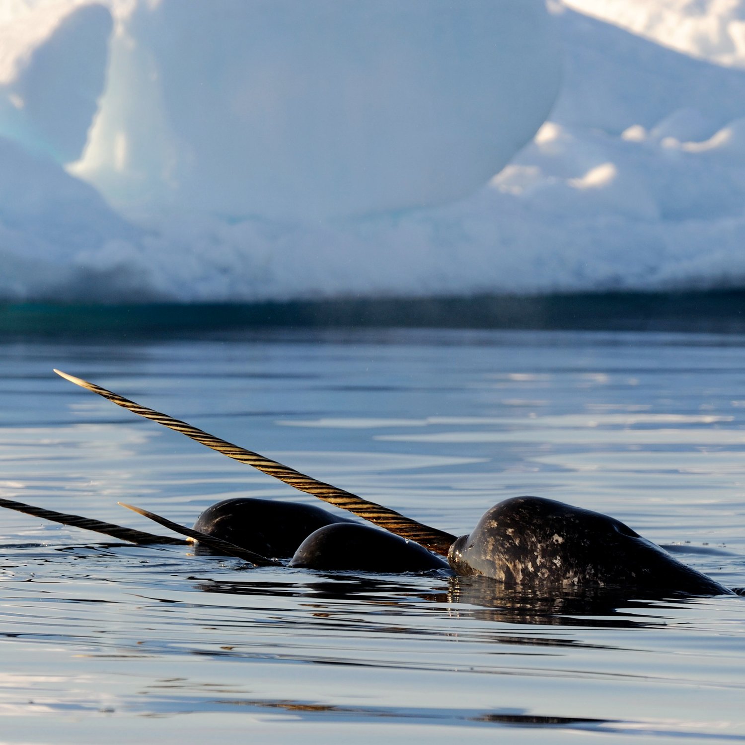 Narwhal_Eric_Baccega_ERB5929-sq