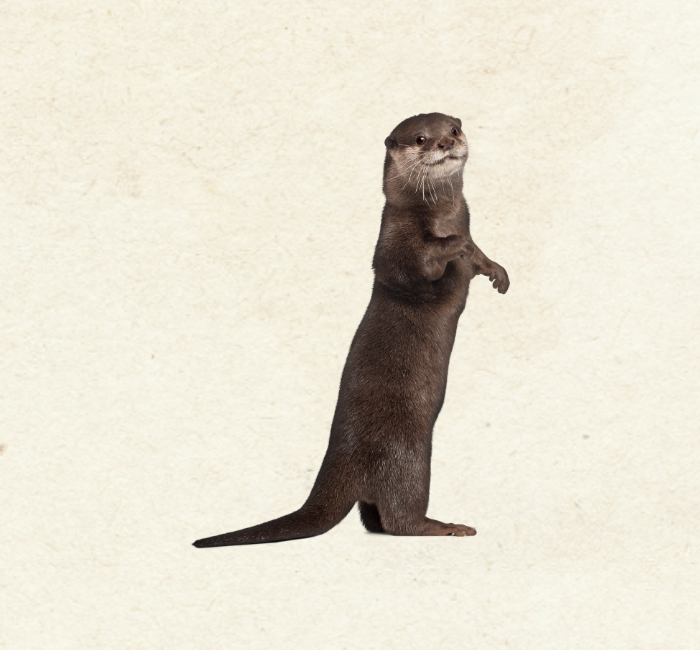Otter