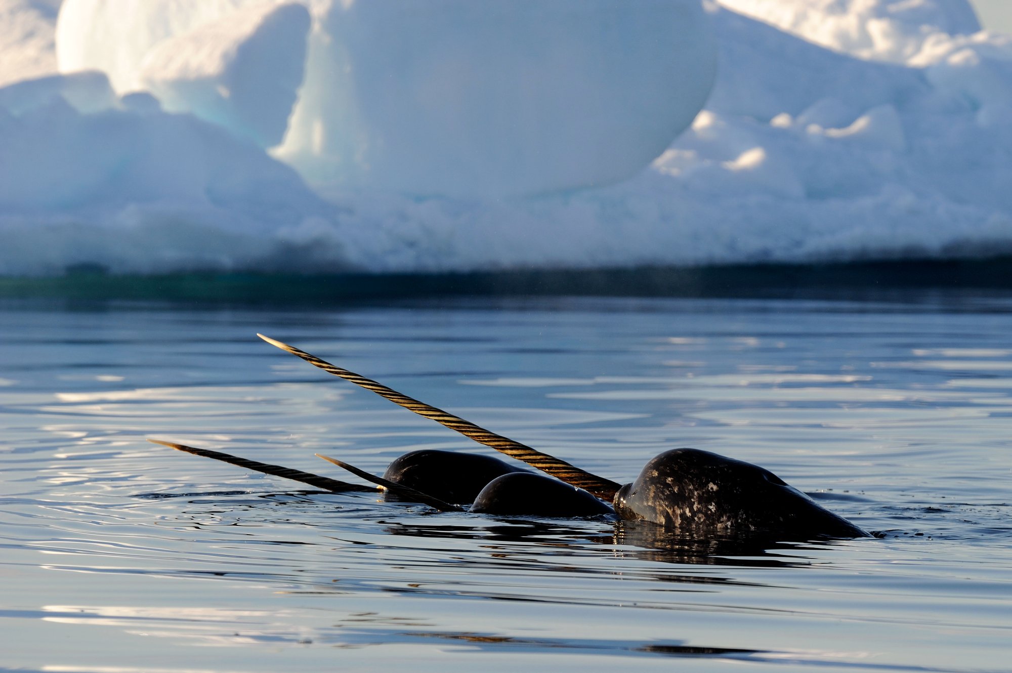 ARCTIC_KINGDOM_Narwhal_Eric_Baccega_ERB5929