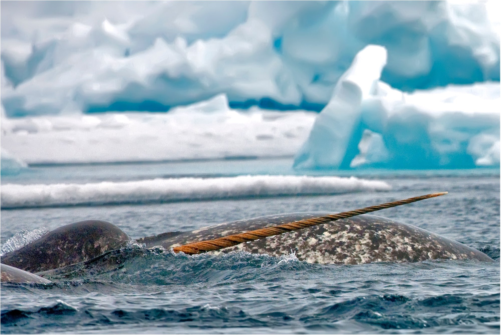 narwhal