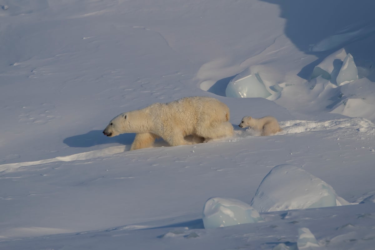 Spring Polar Bears & Icebergs of Baffin Island