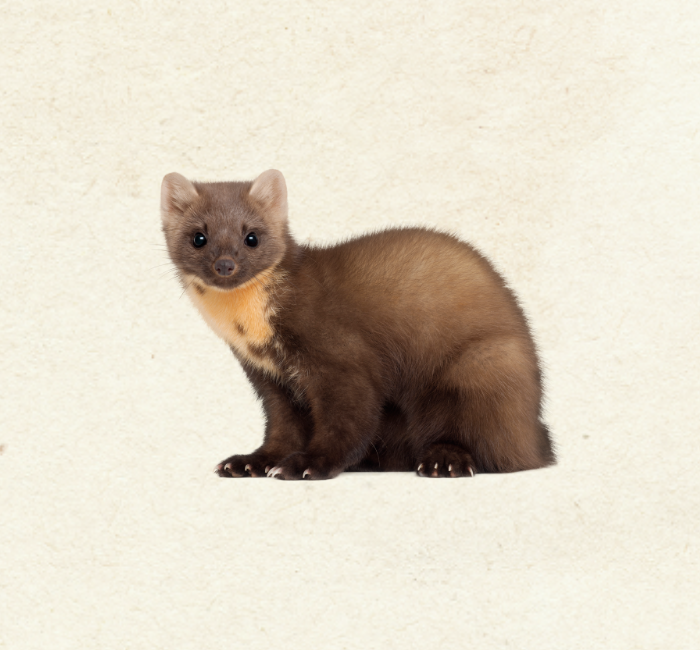 Pine Marten