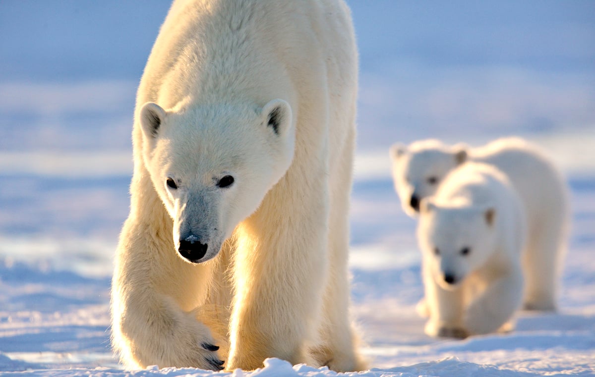 Polar Bear Mother and Newborn Cubs Safari