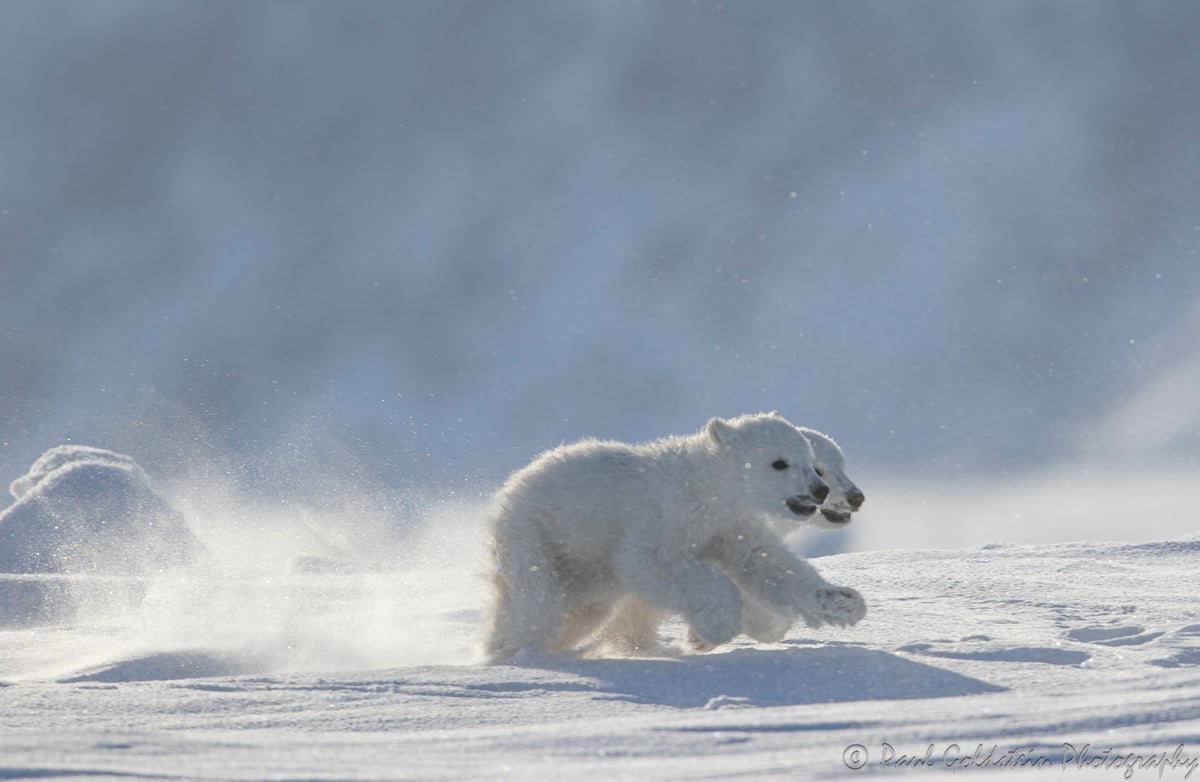 Polar Bear Migration - Paul Goldstien - Arctic Kingdom8