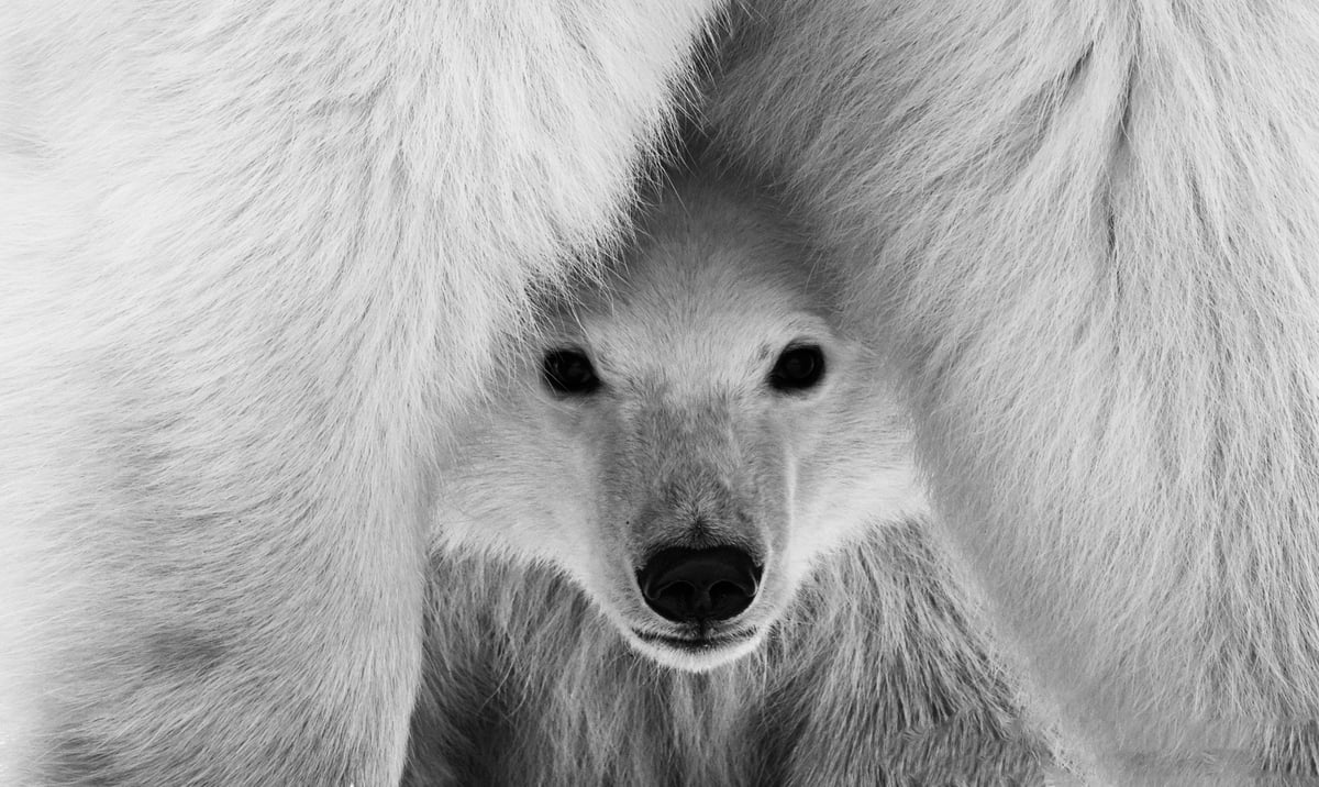 The Great Polar Bear Migration: A Fly-In Safari