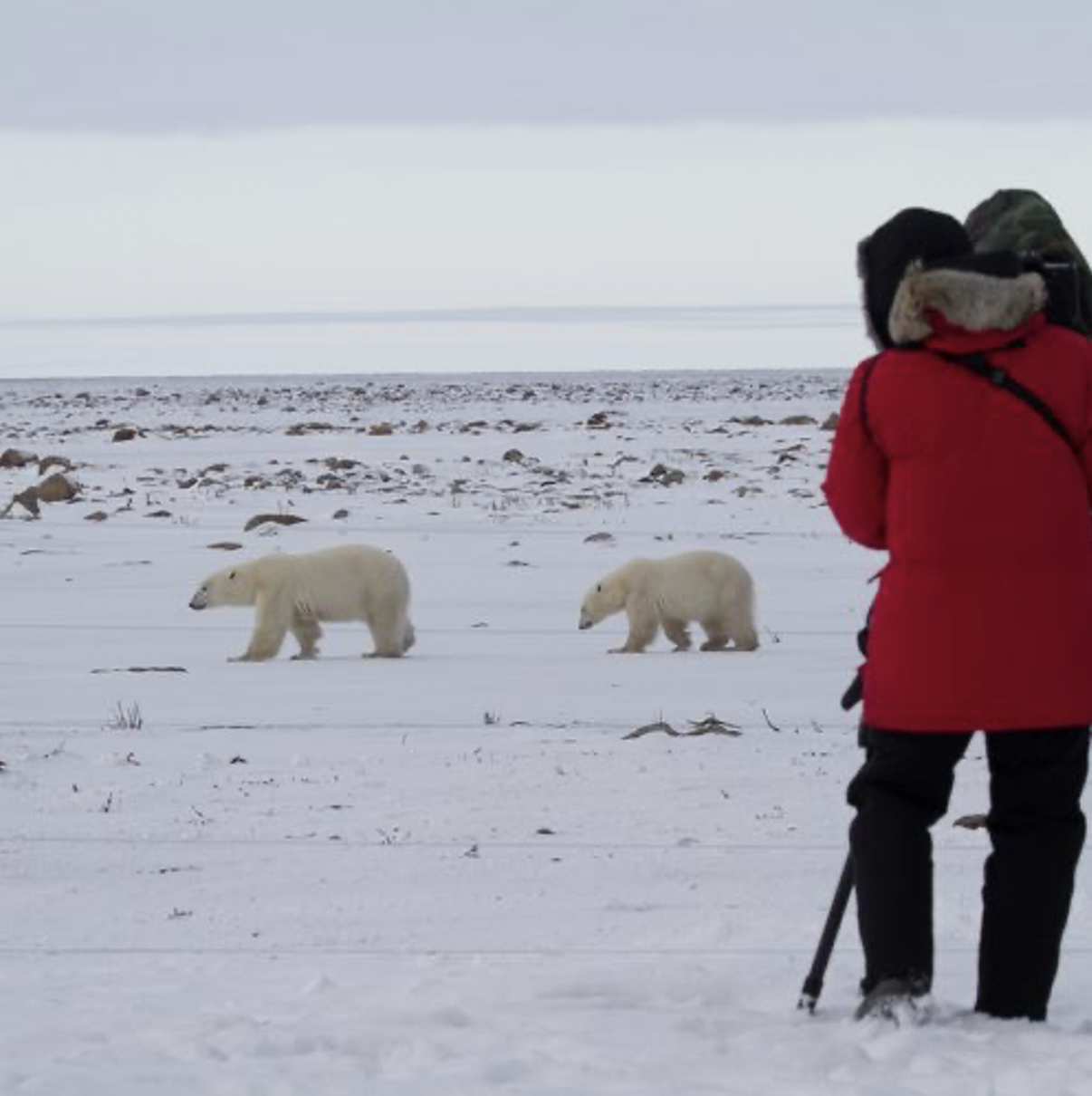 Polar Bear Migration Fly-In Safari by Arctic Kingdom16-1