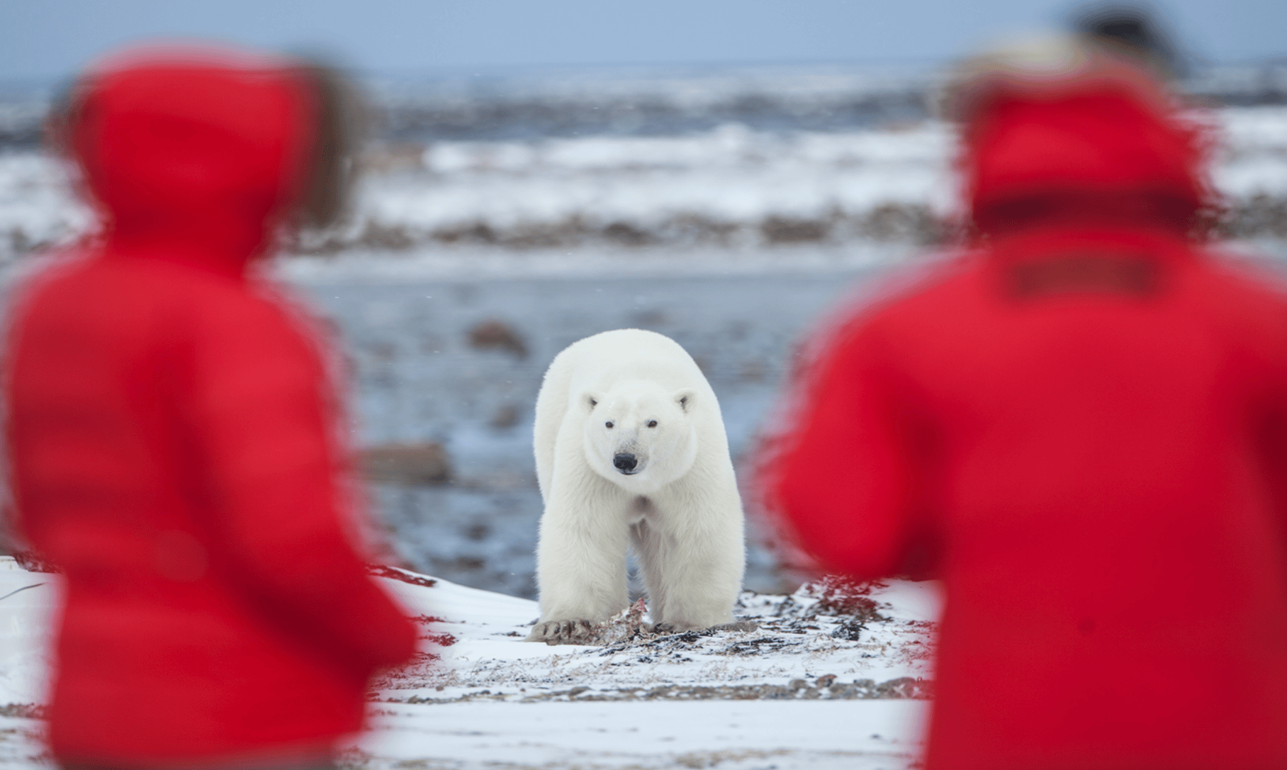 Polar Bear Migration Fly-In Safari by Arctic Kingdom3