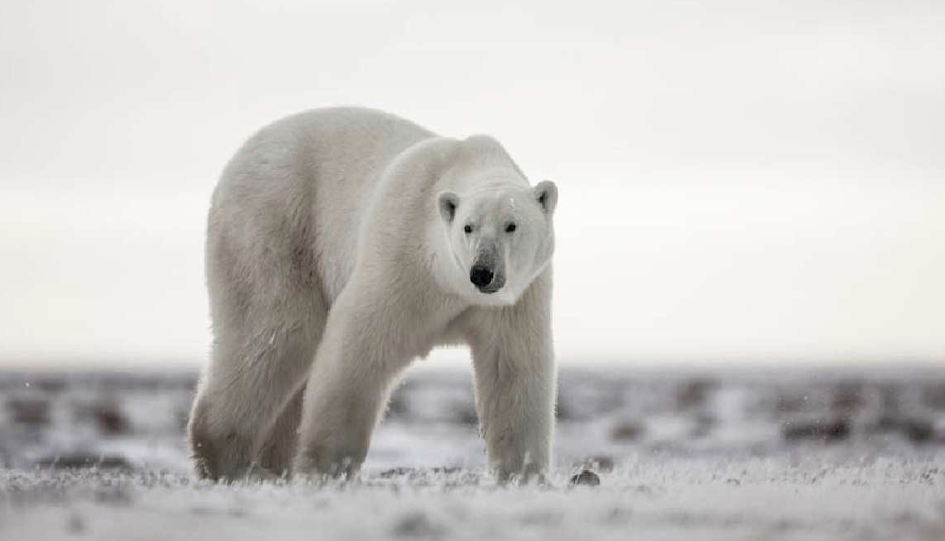 Polar Bear Migration Fly-In Safari by Arctic Kingdom5