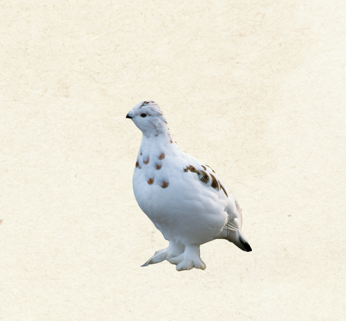 Ptarmigan