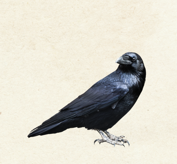 Raven