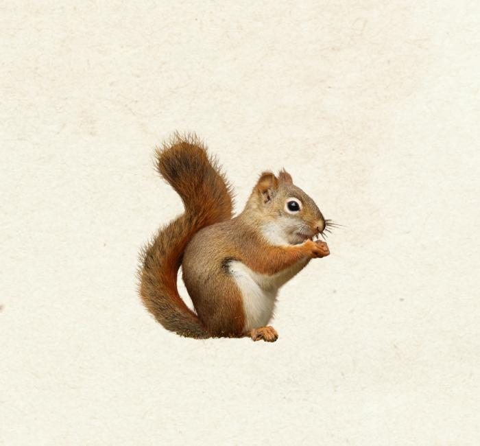 Red Squirrel