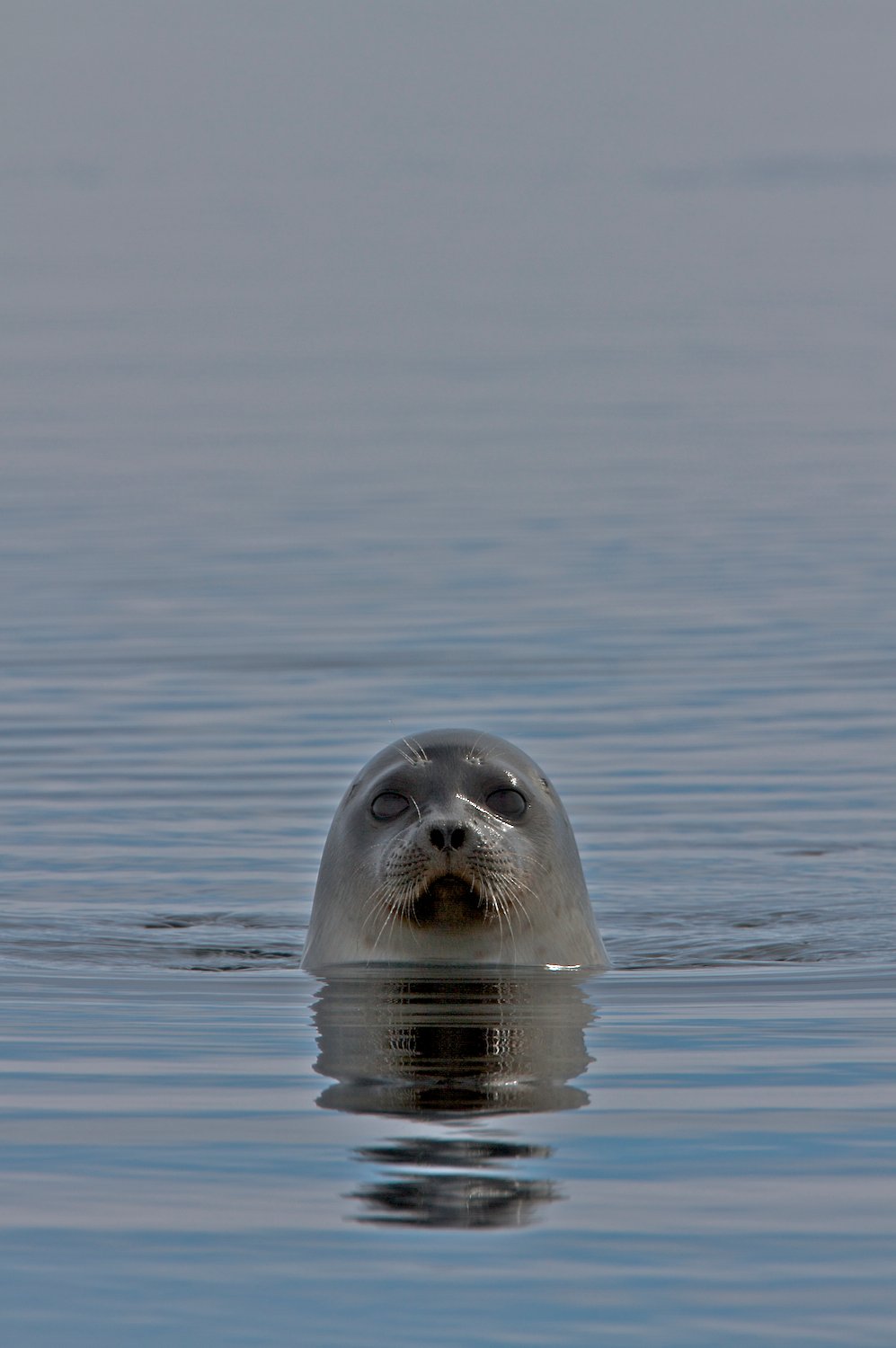 Ringed_seal_TODD_MINTZ_MG_9847 (1)