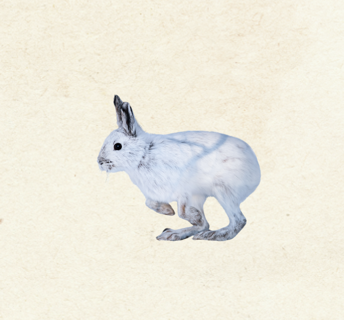 Snowshoe Hare